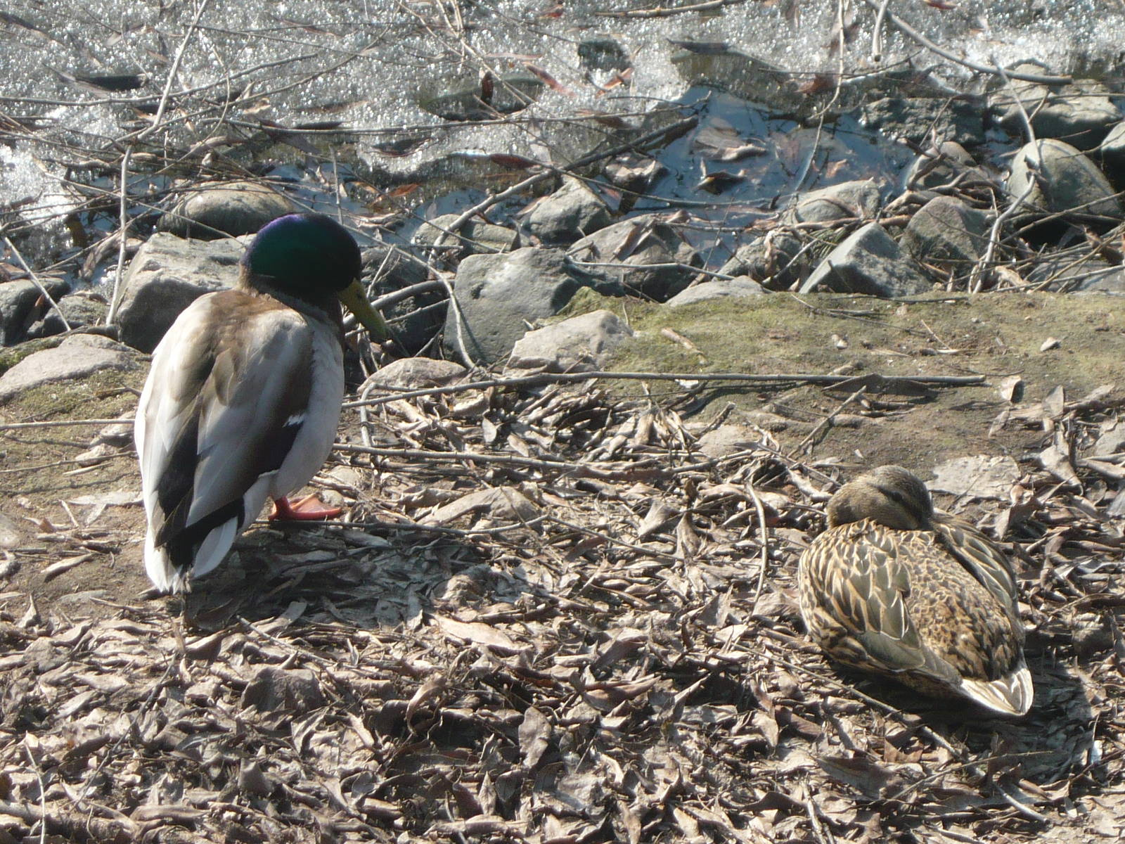 Mallard pair