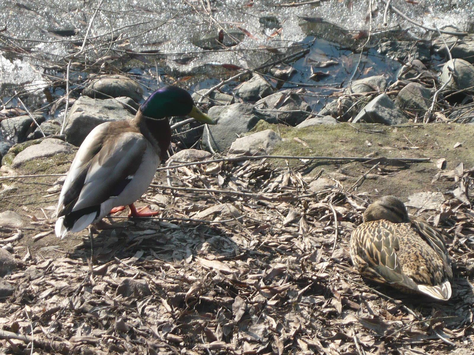 Mallard pair