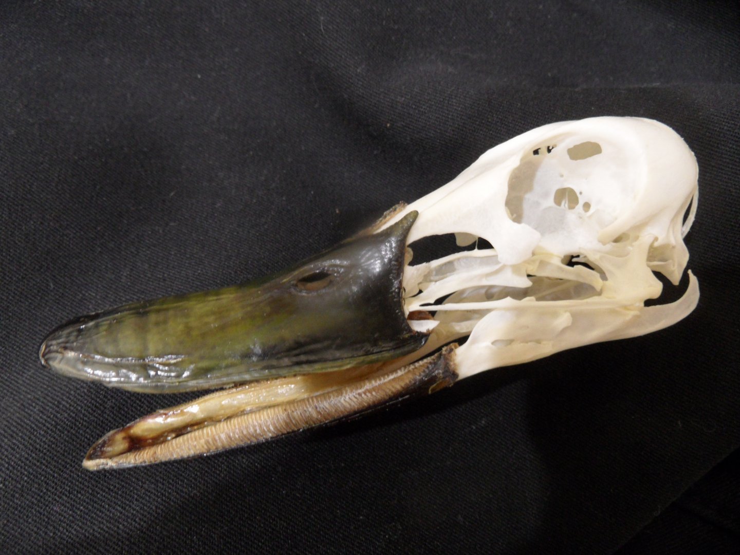 Mallard skull