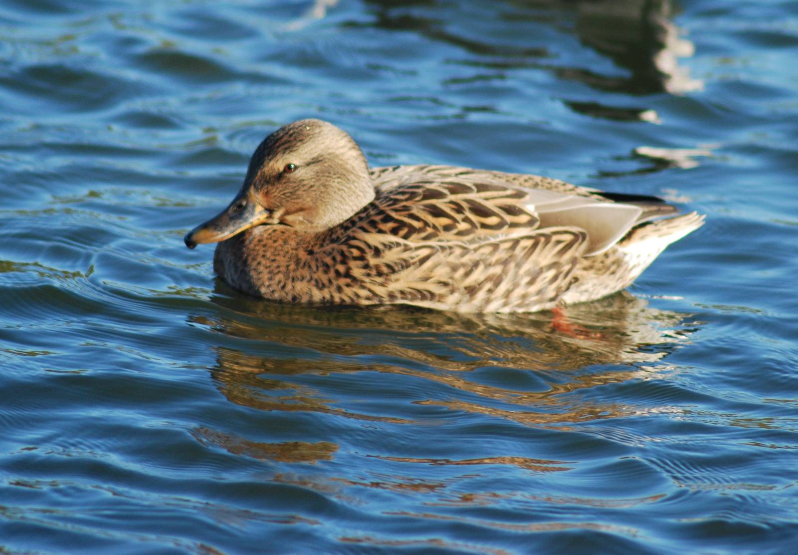 Mallard SV RSPB