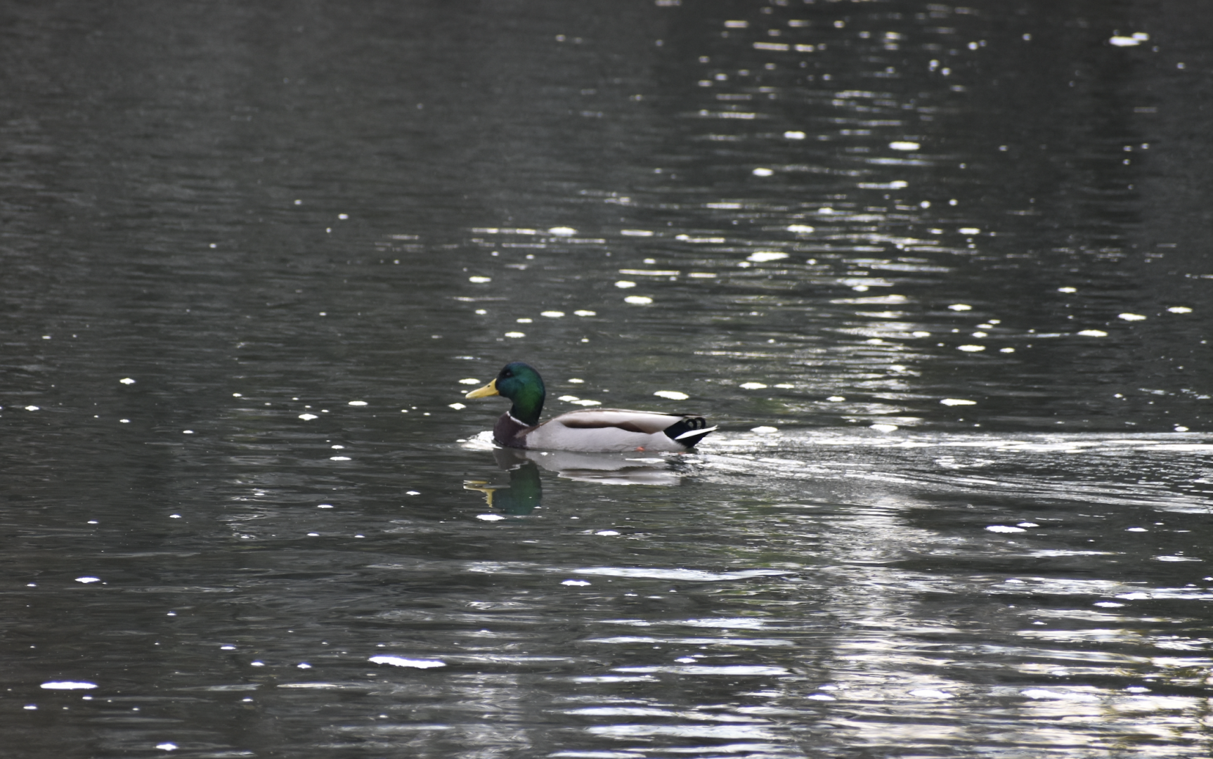 Mallard - Tokyo Port Wild Bird Park
