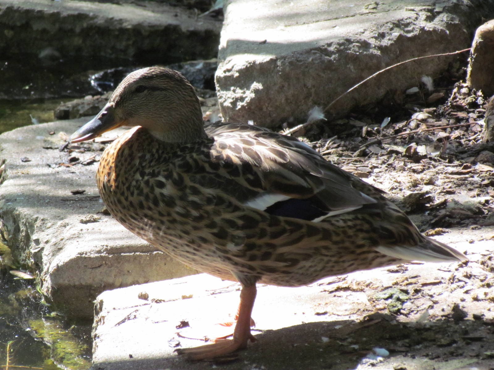 Mallard (wild)