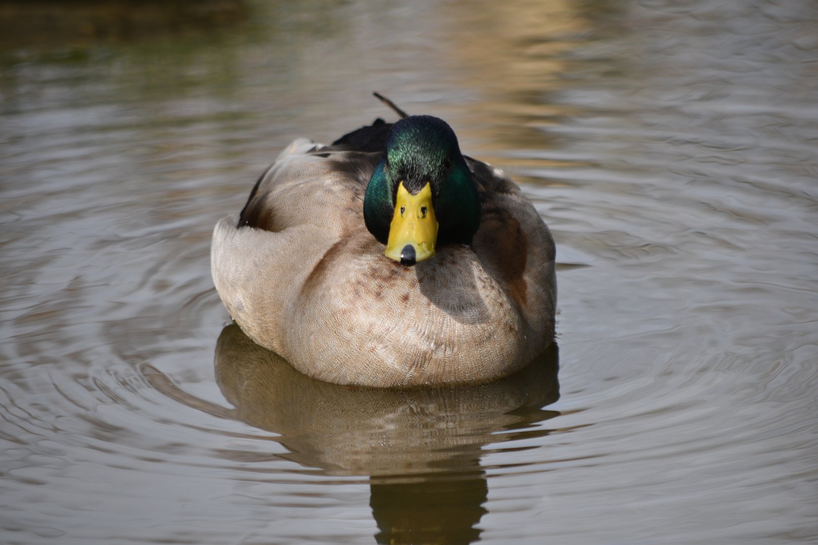 Mallard (wild)