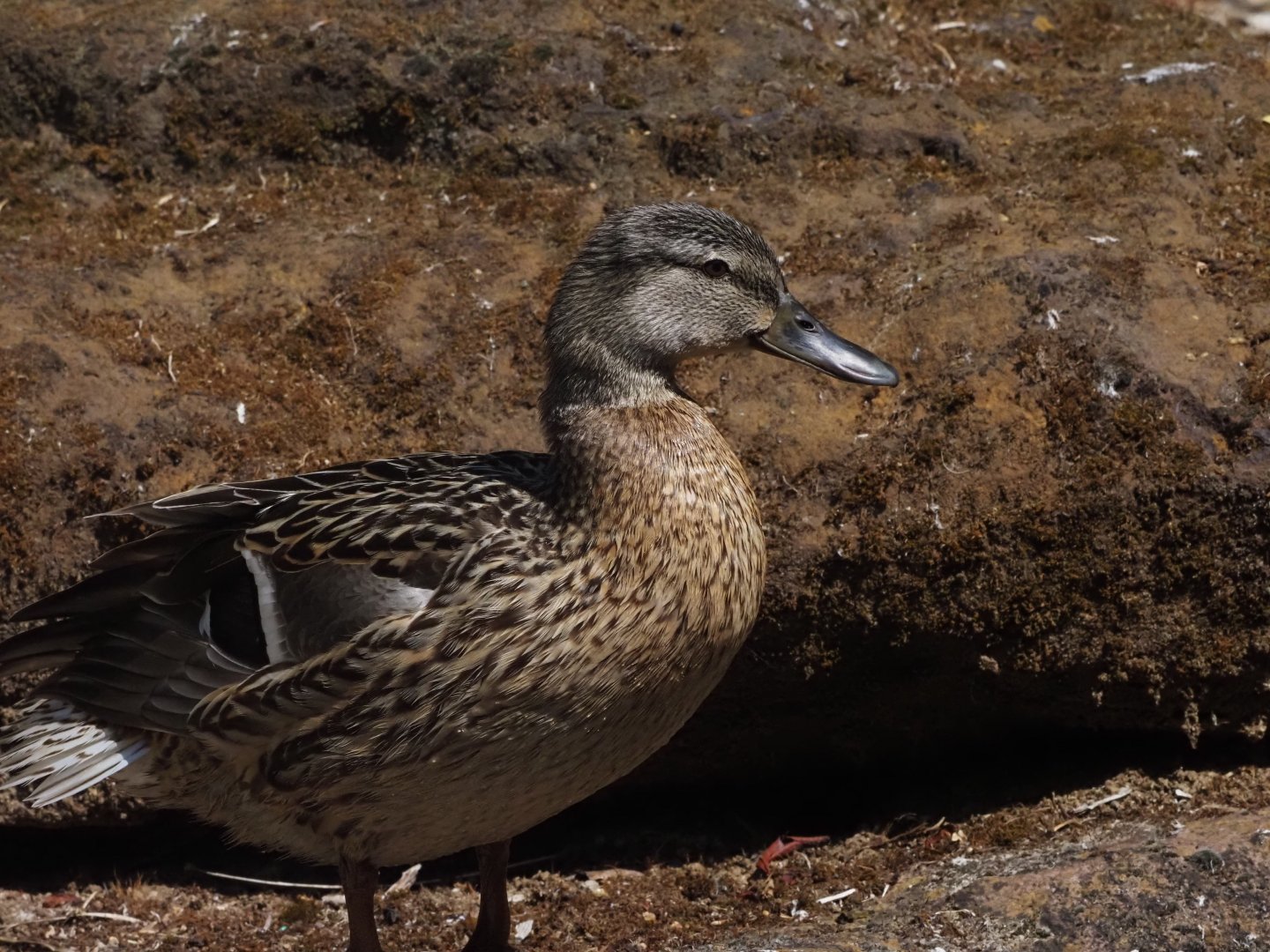 Mallard (Wild)