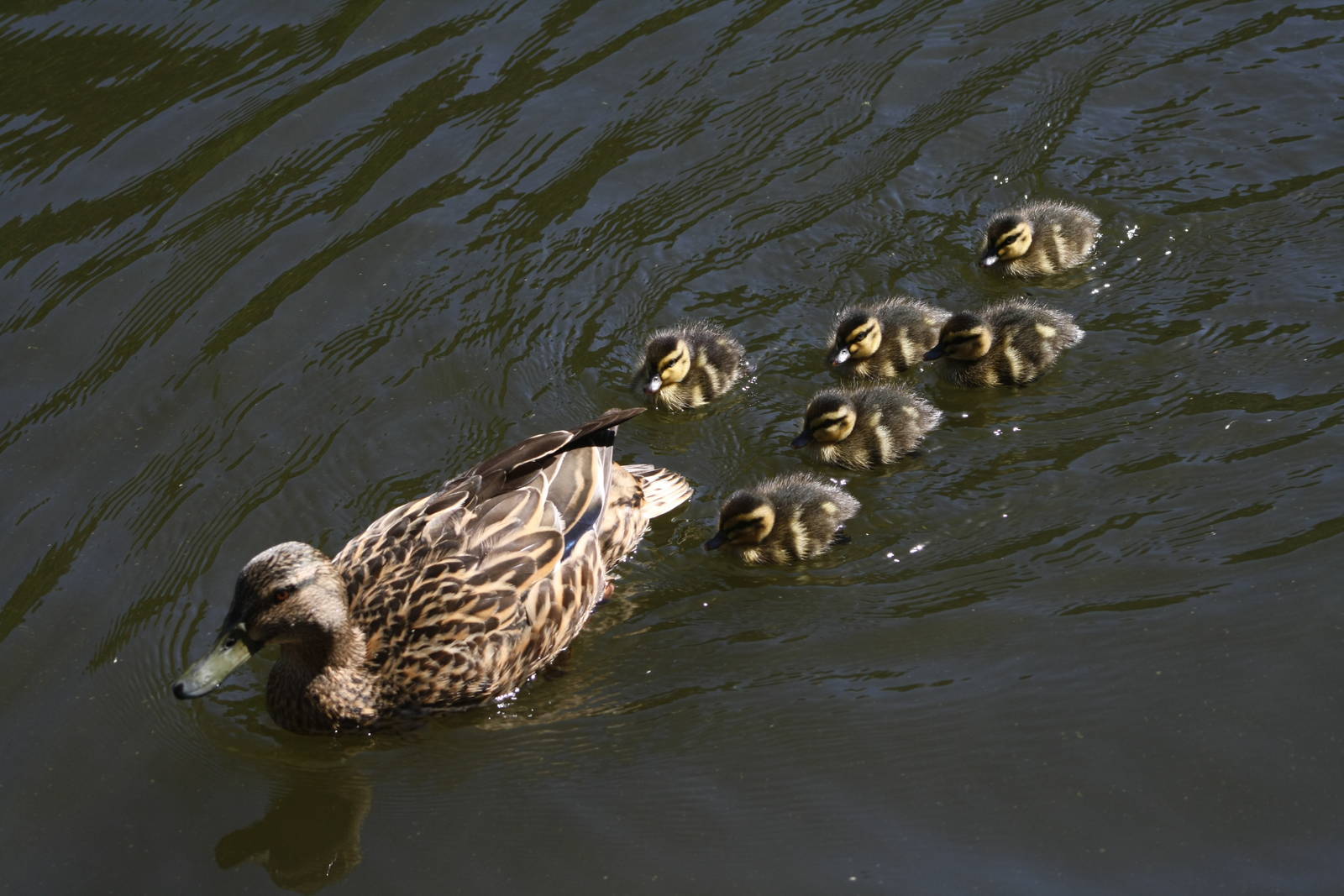Mallard with Ducklings 2