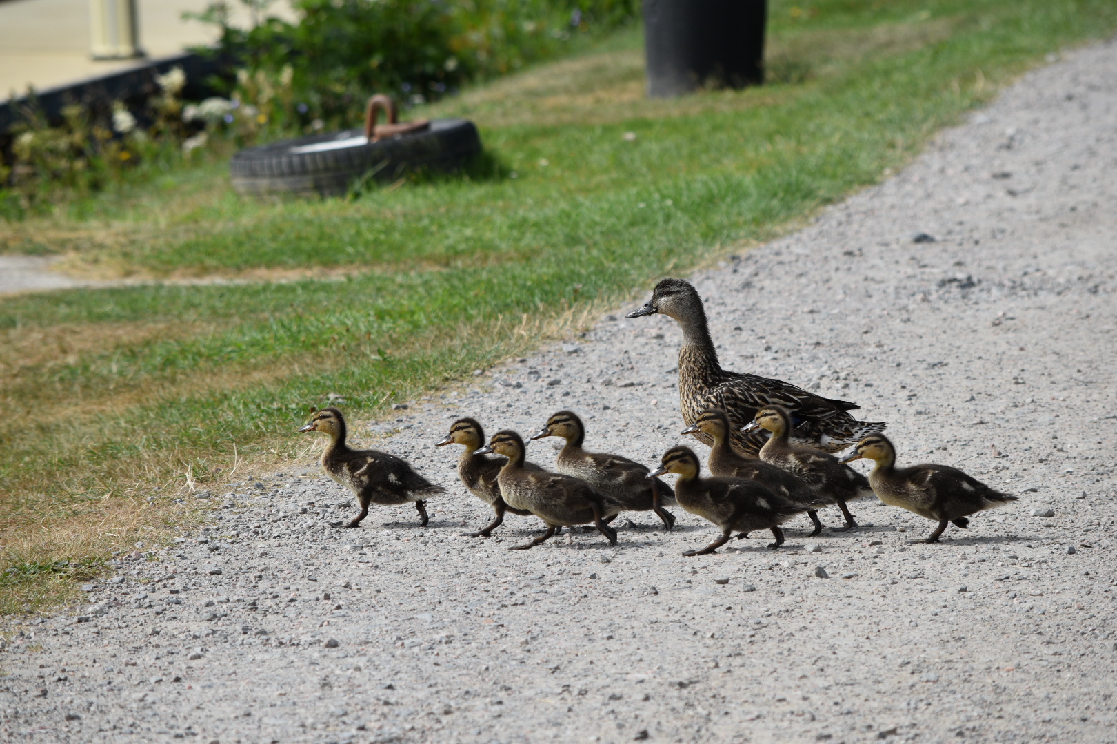 Mallard with Ducklings - Loch Ness July 2021