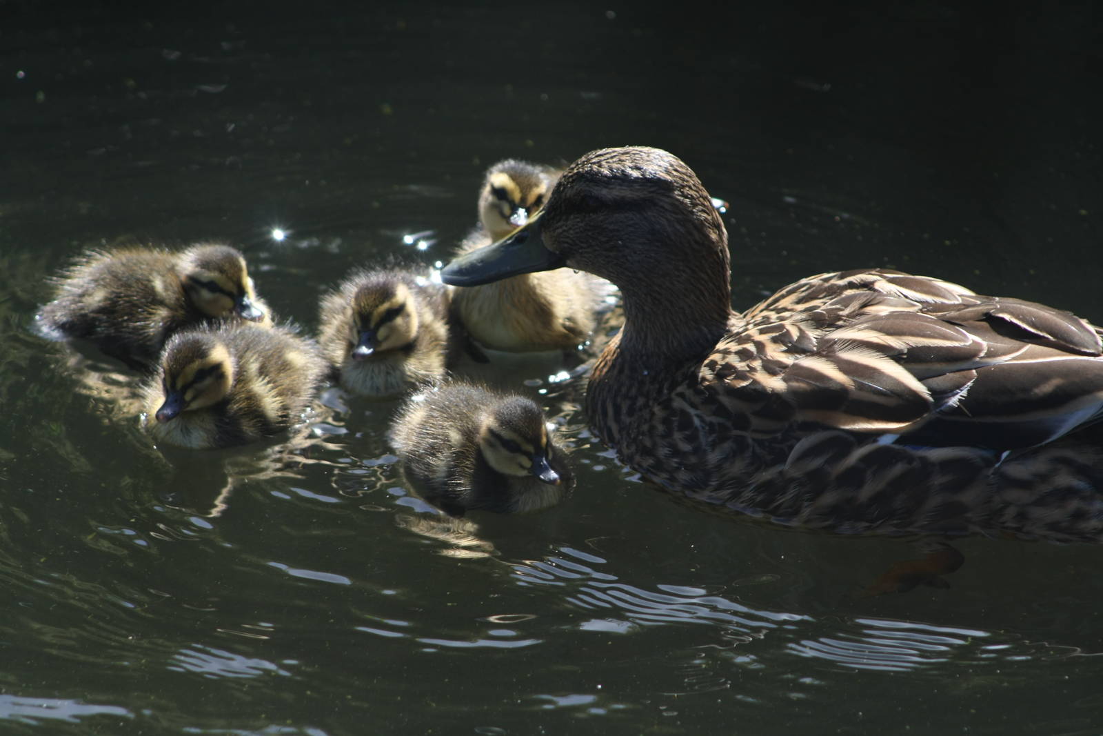 Mallard with Ducklings