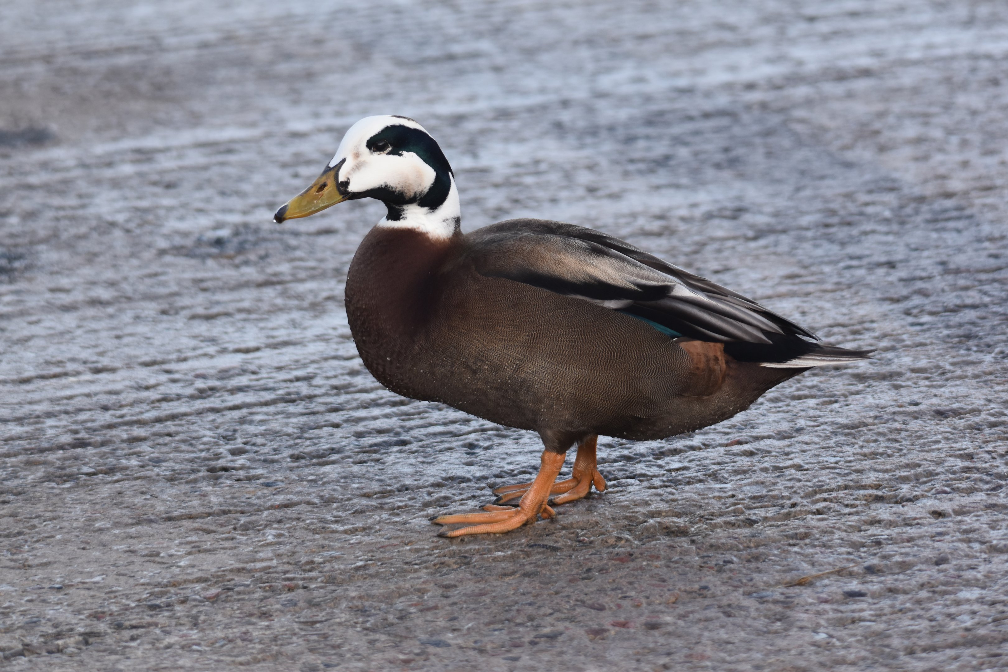 Mallard x Common Eider at Seahouses Harbour, 7th April 2024