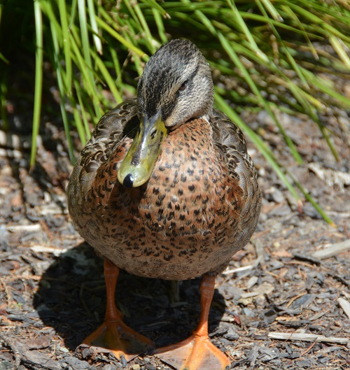 Mallard X Grey duck
