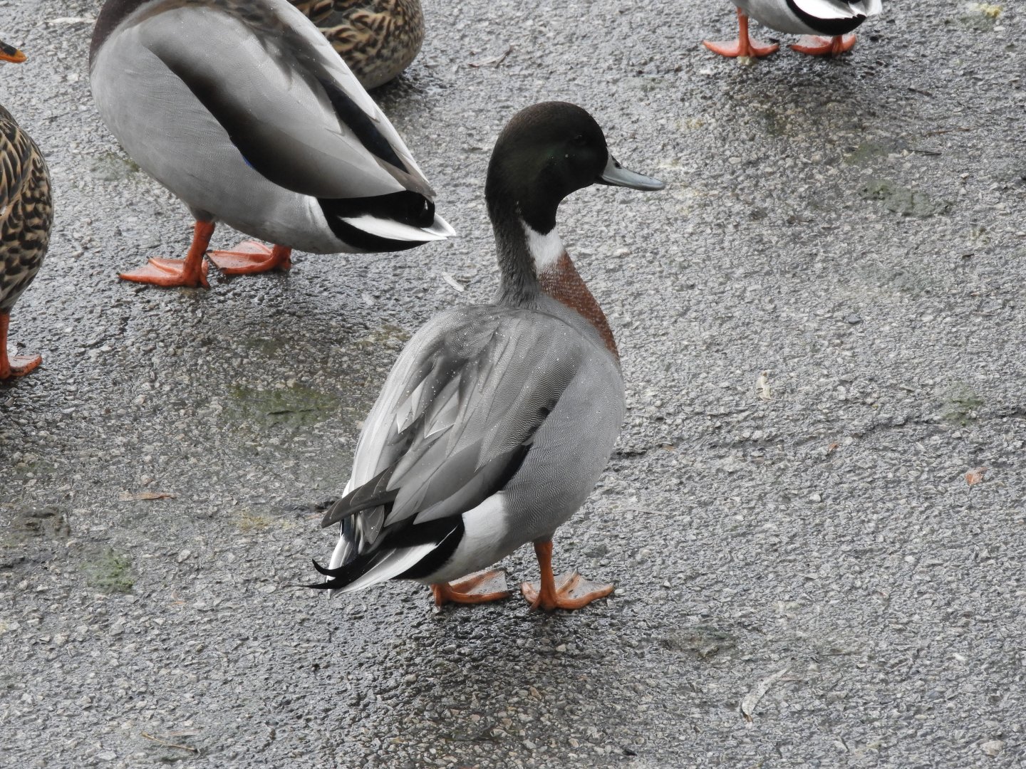 Mallard x Northern Pintail hybrid