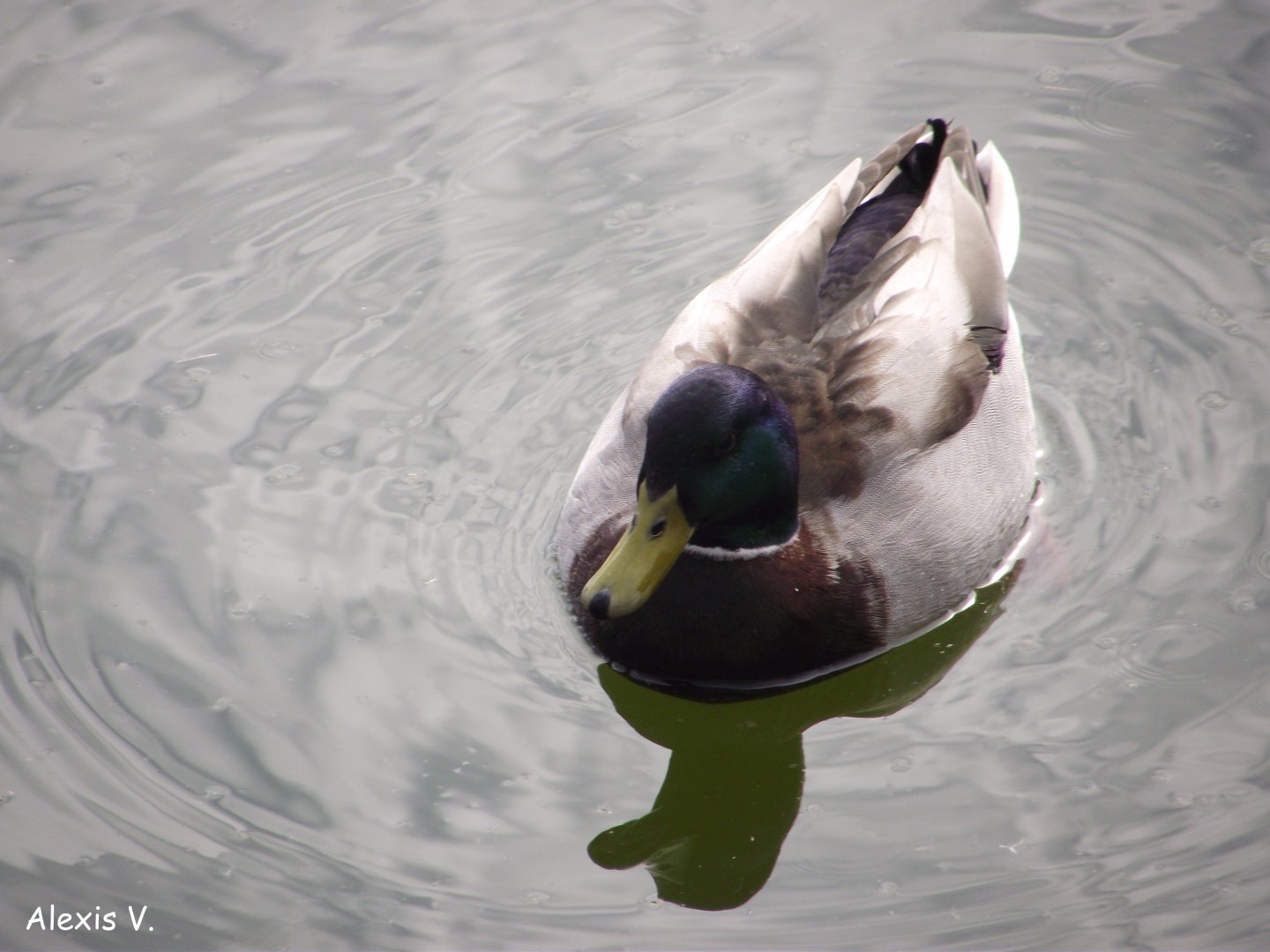 Mallard - Zooparc de Beauval - 03/2017