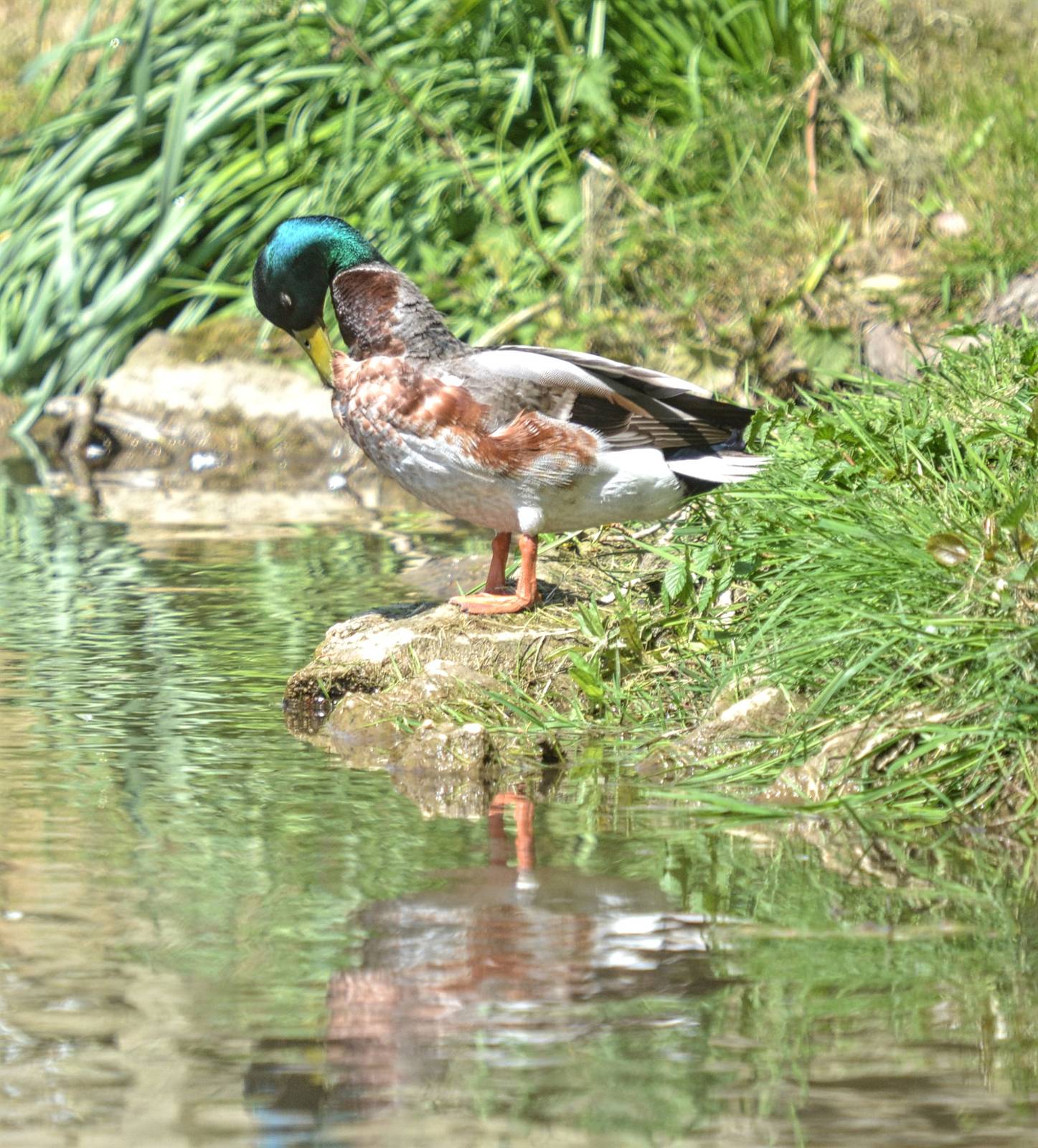 Mallard