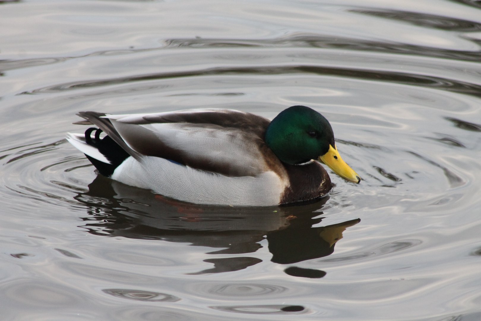 Mallard