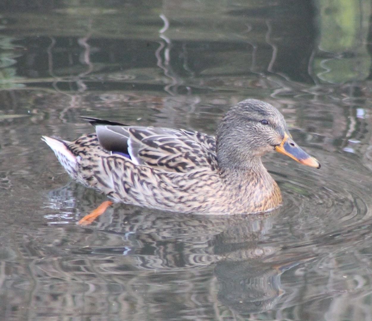 Mallard