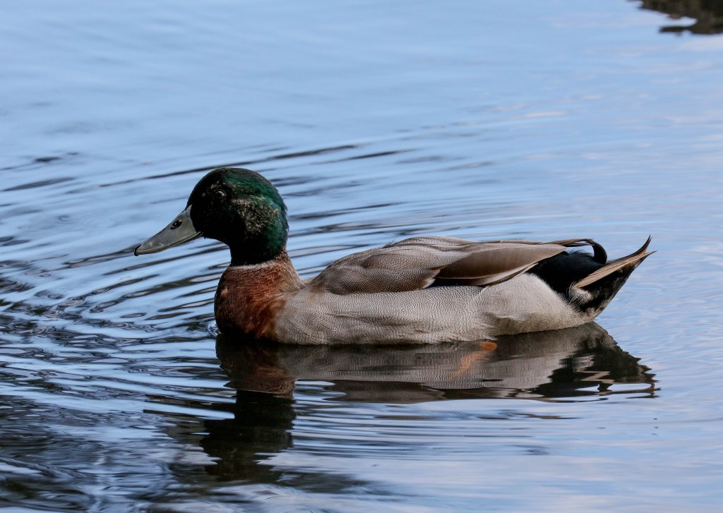 Mallard