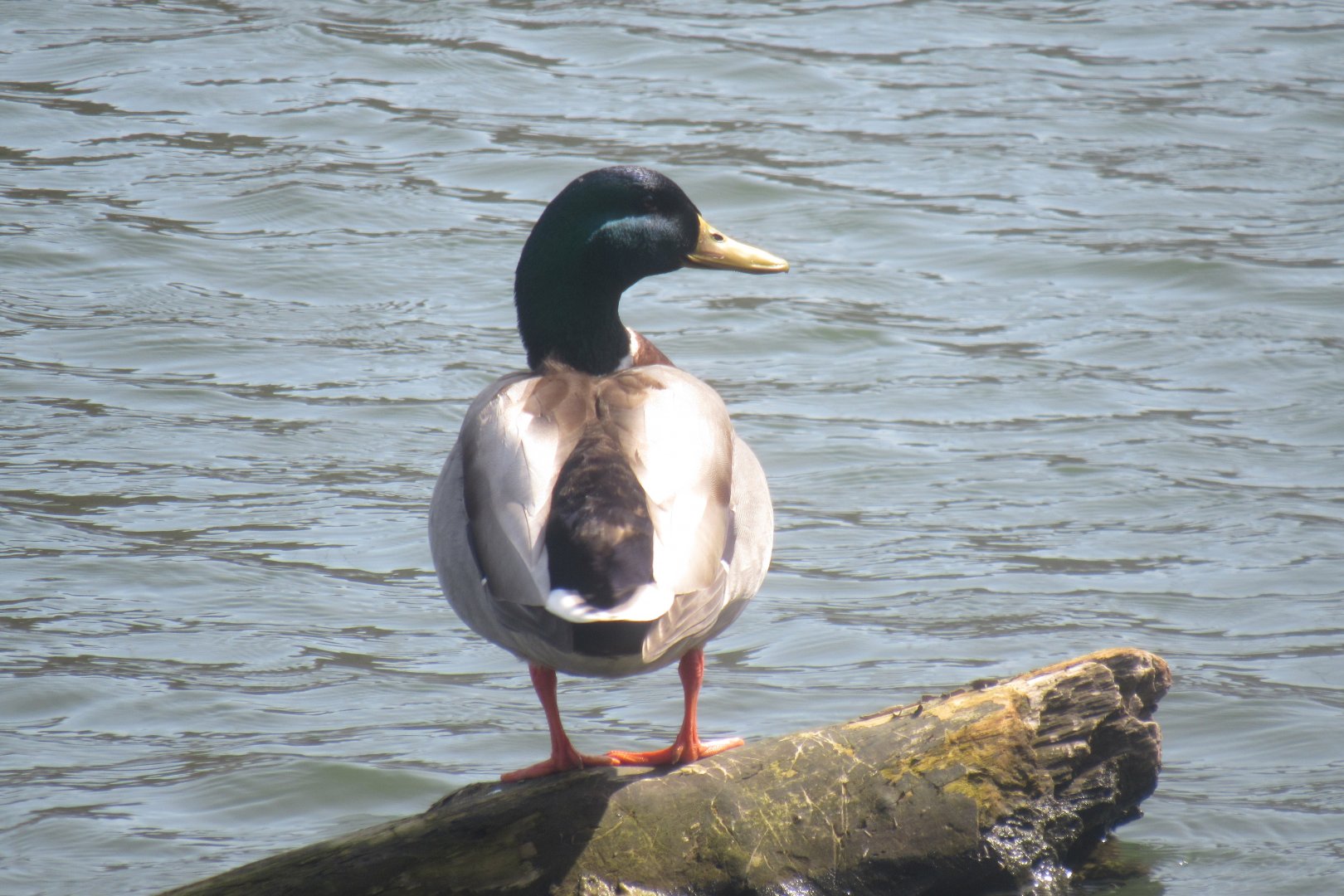 mallard