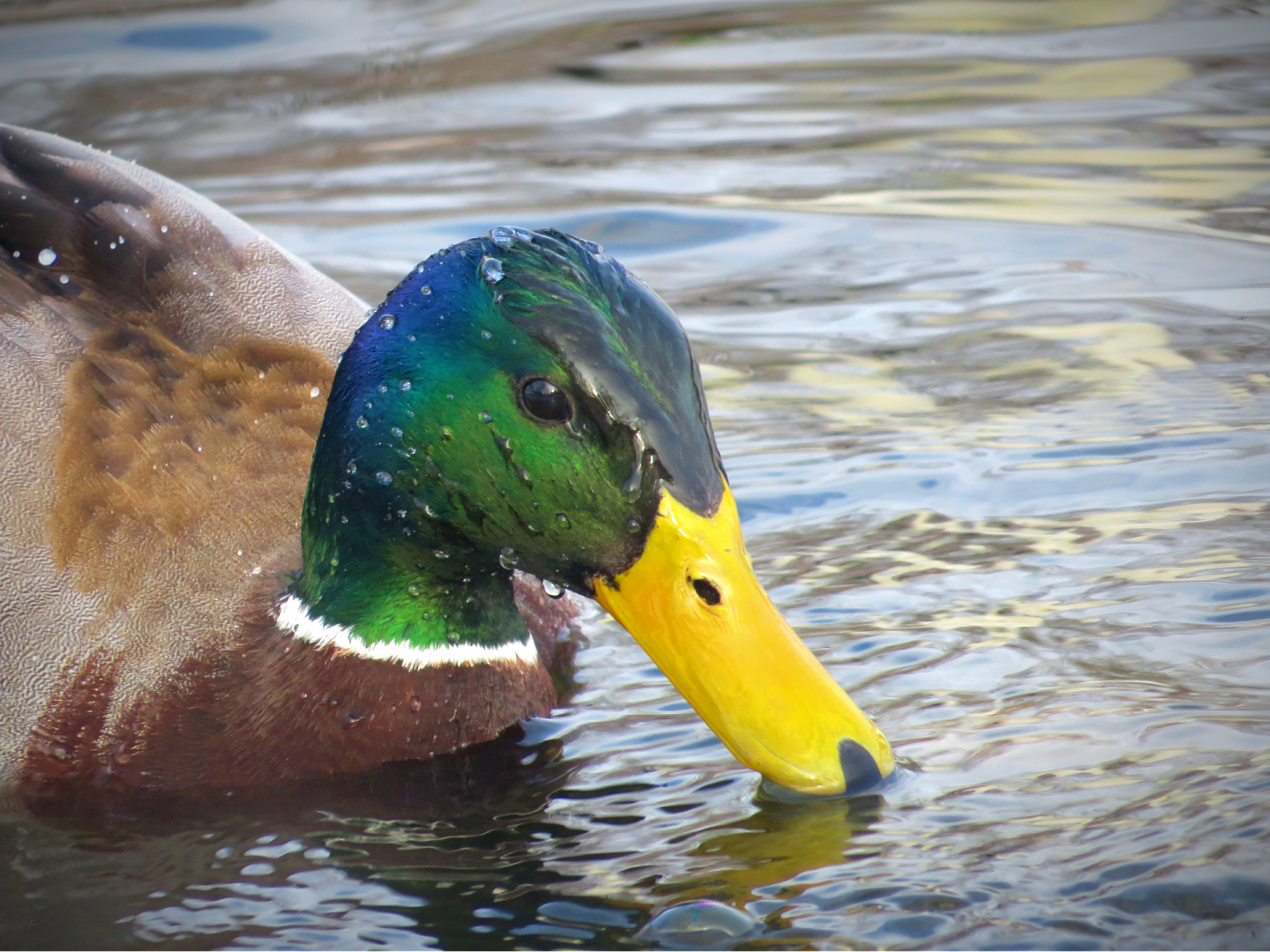 Mallard