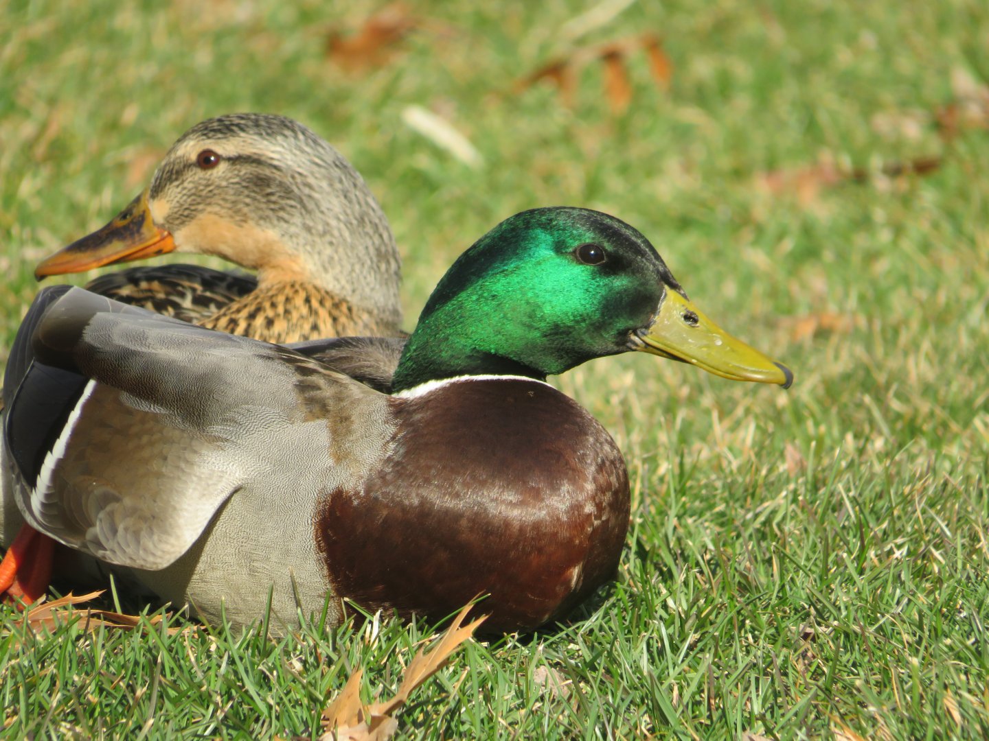 Mallard