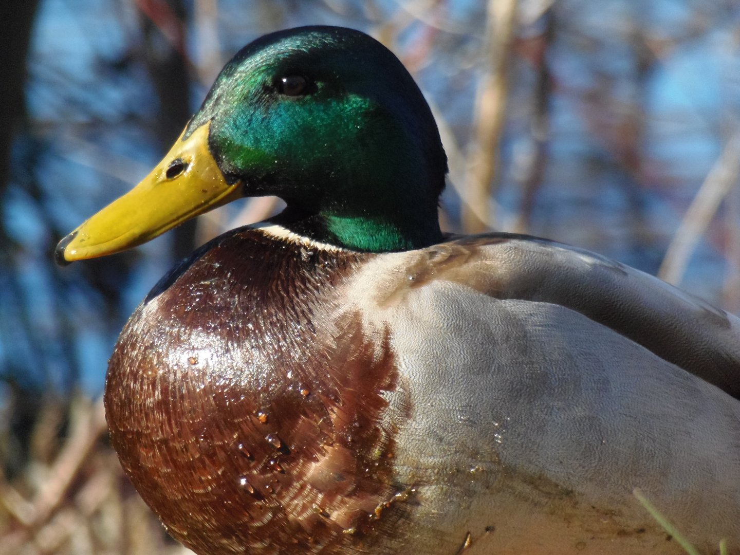 Mallard