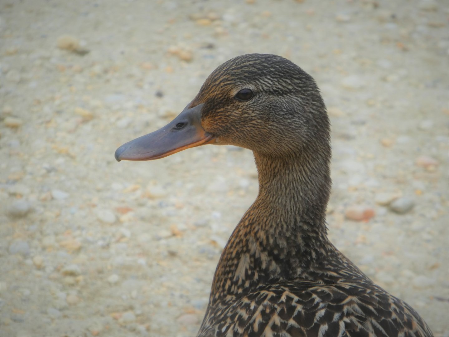 Mallard