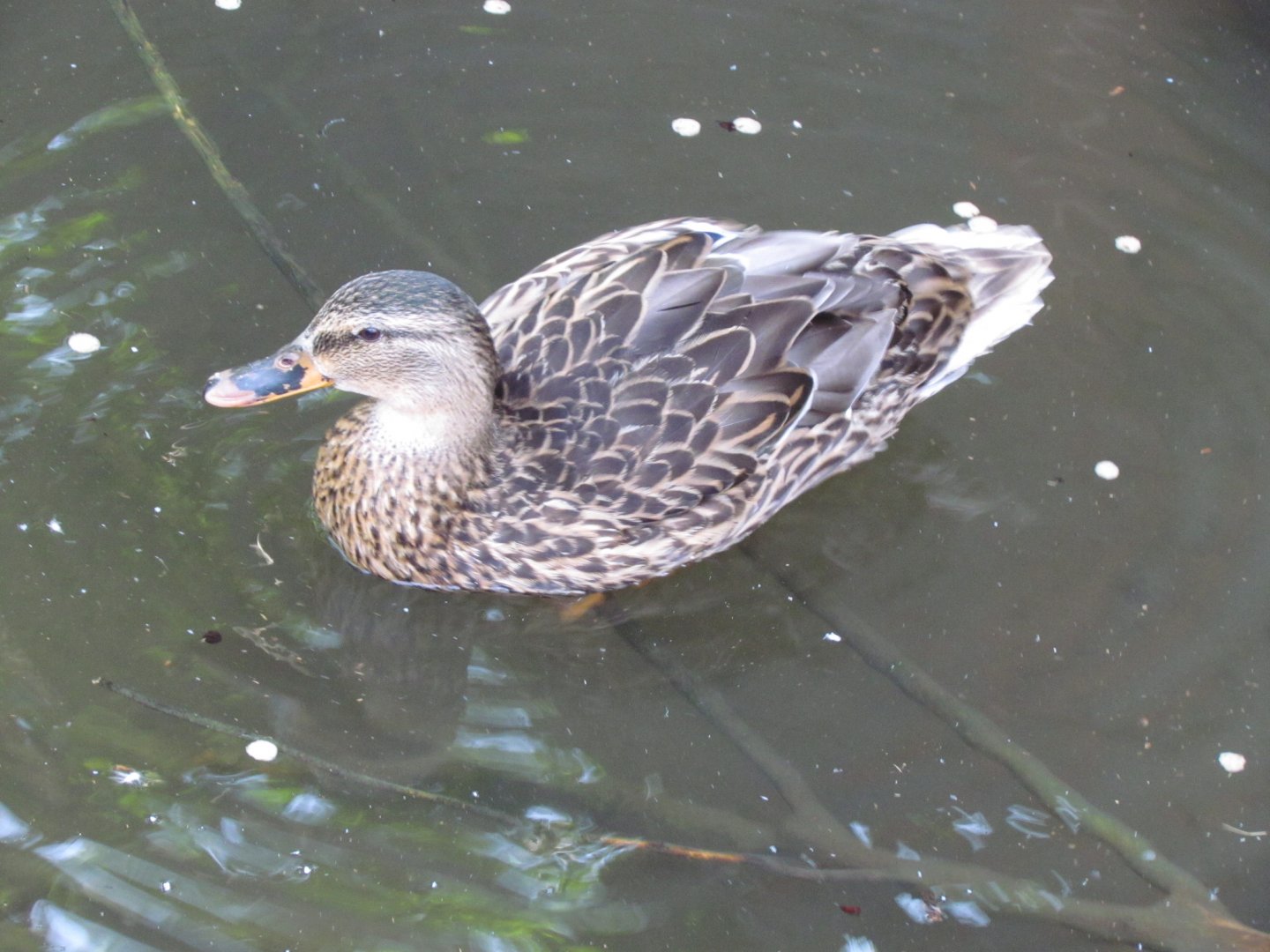 Mallard