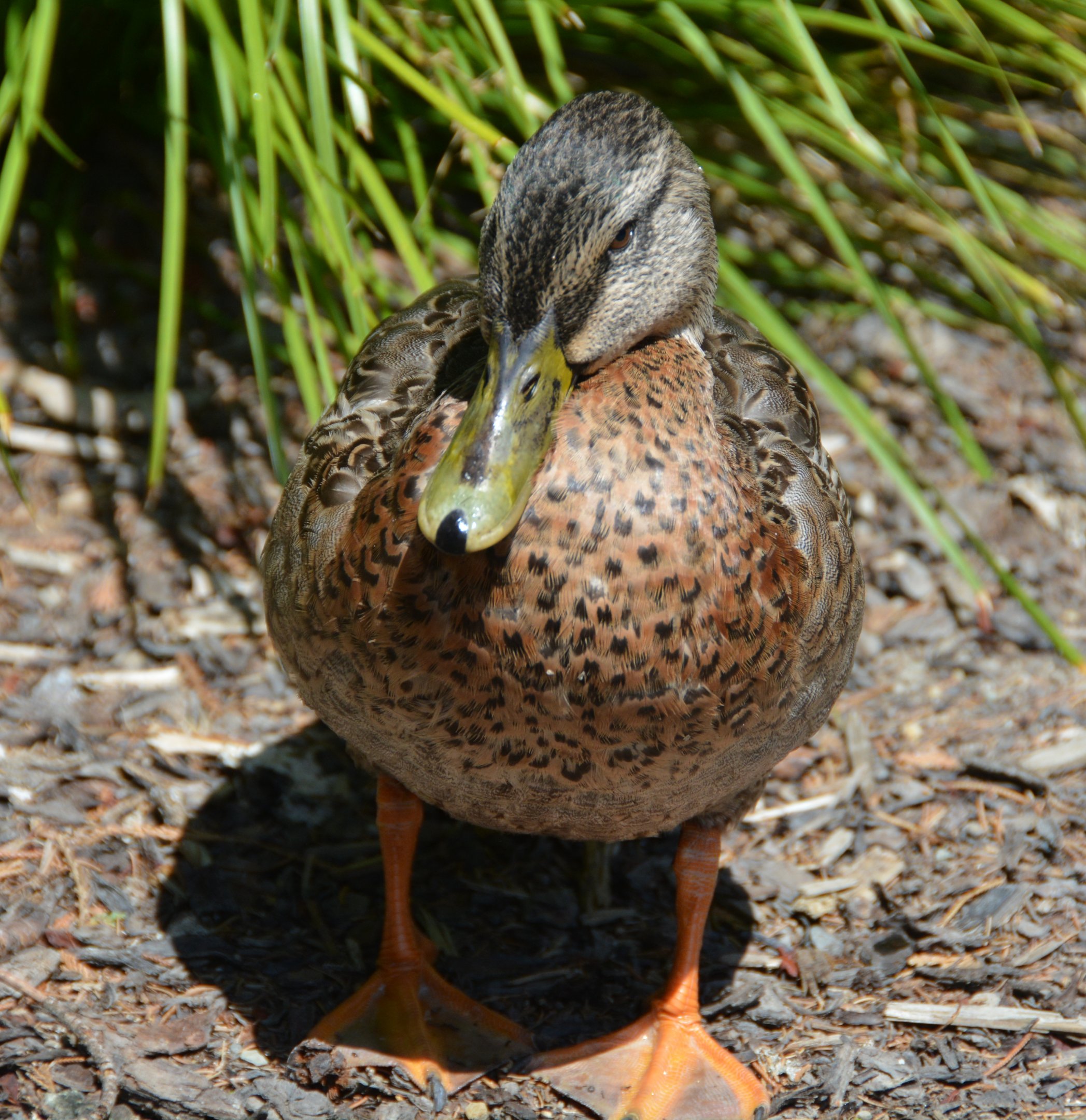Mallard