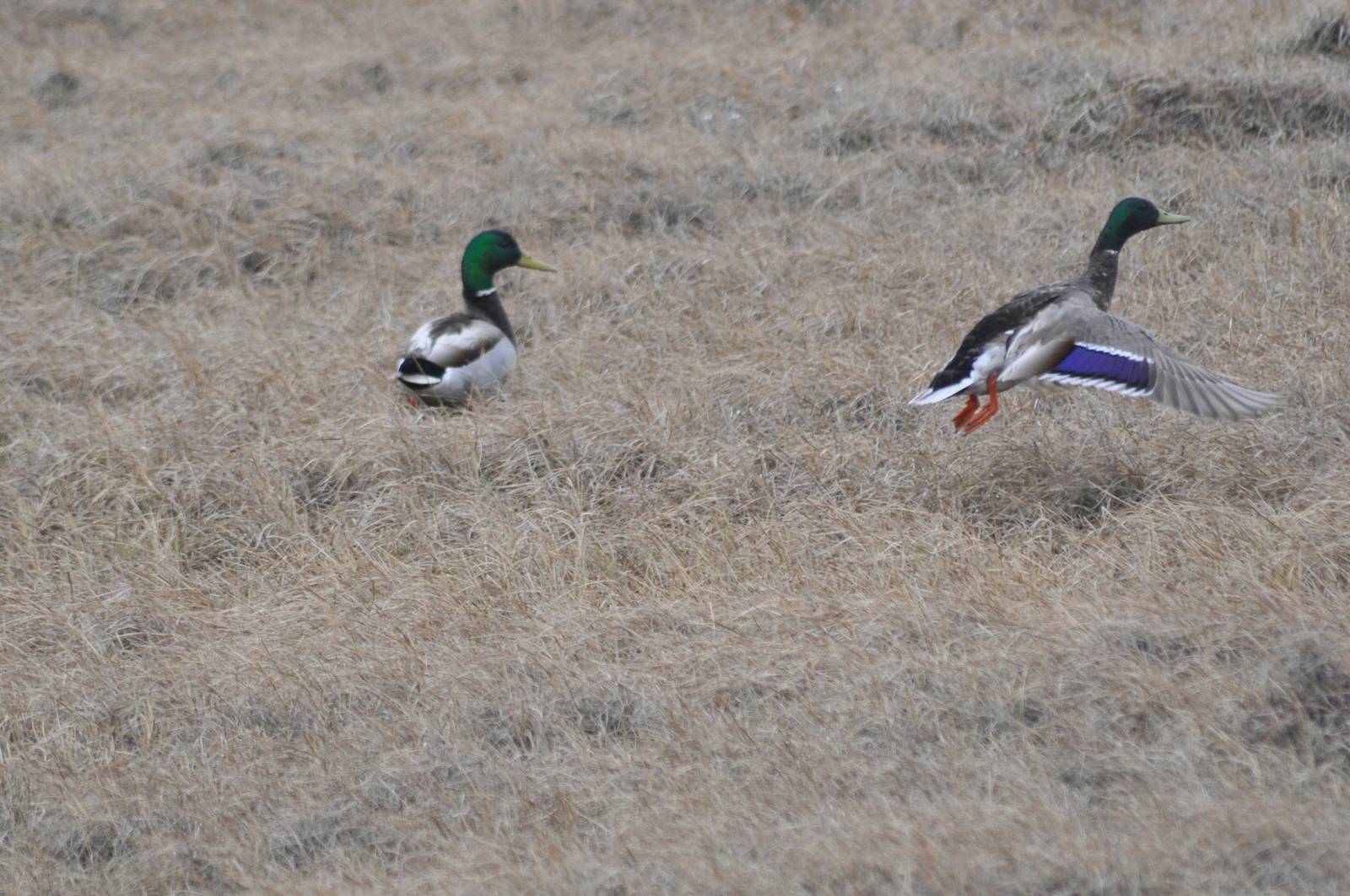 Mallards - Alaska