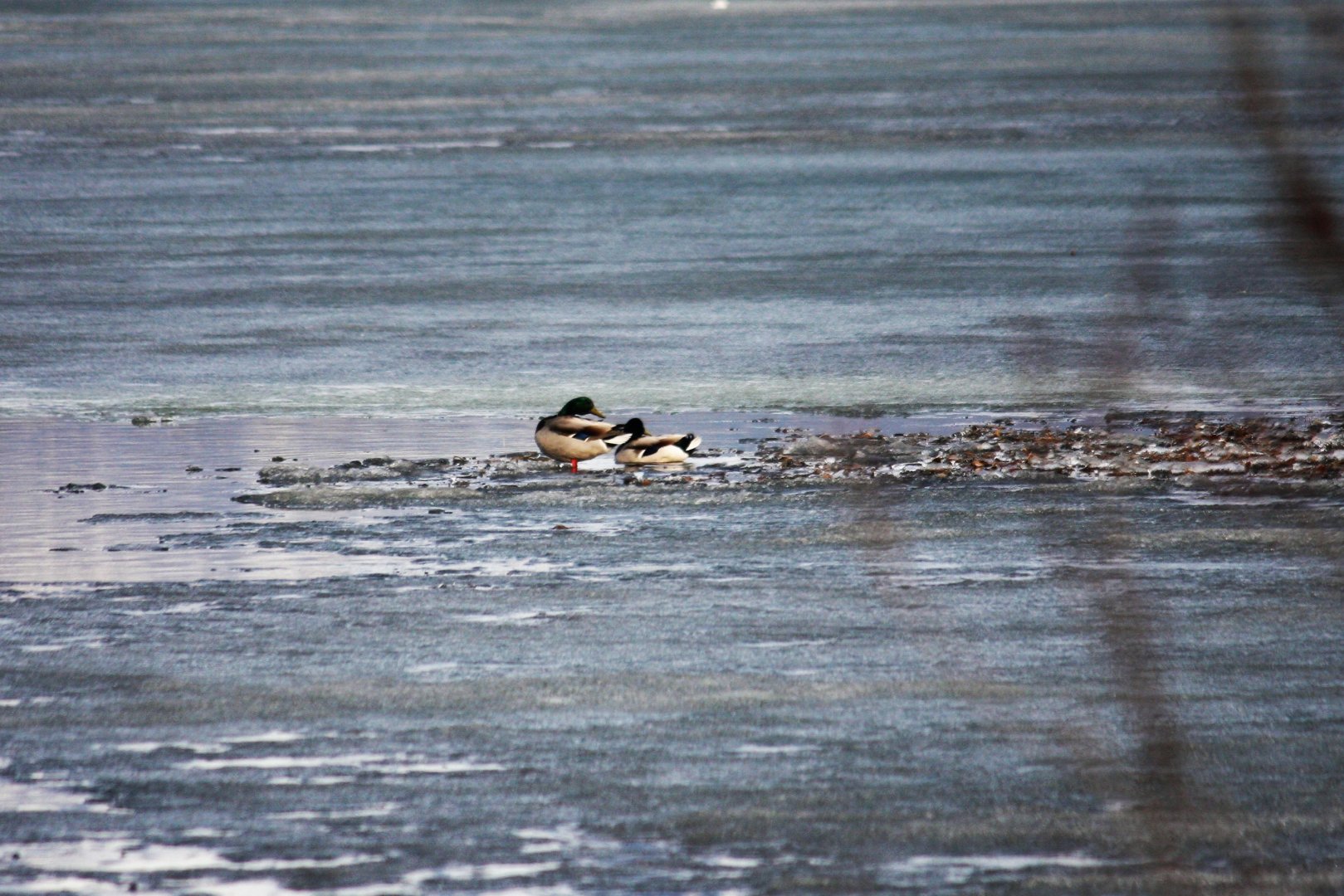 Mallards - Alaska