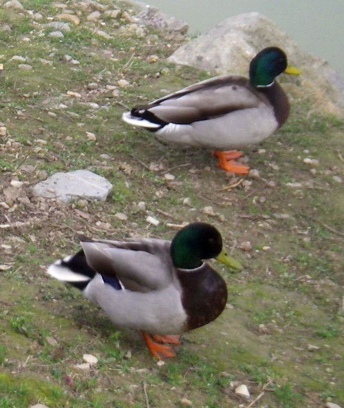 Mallards (Anas platyrhynchos)