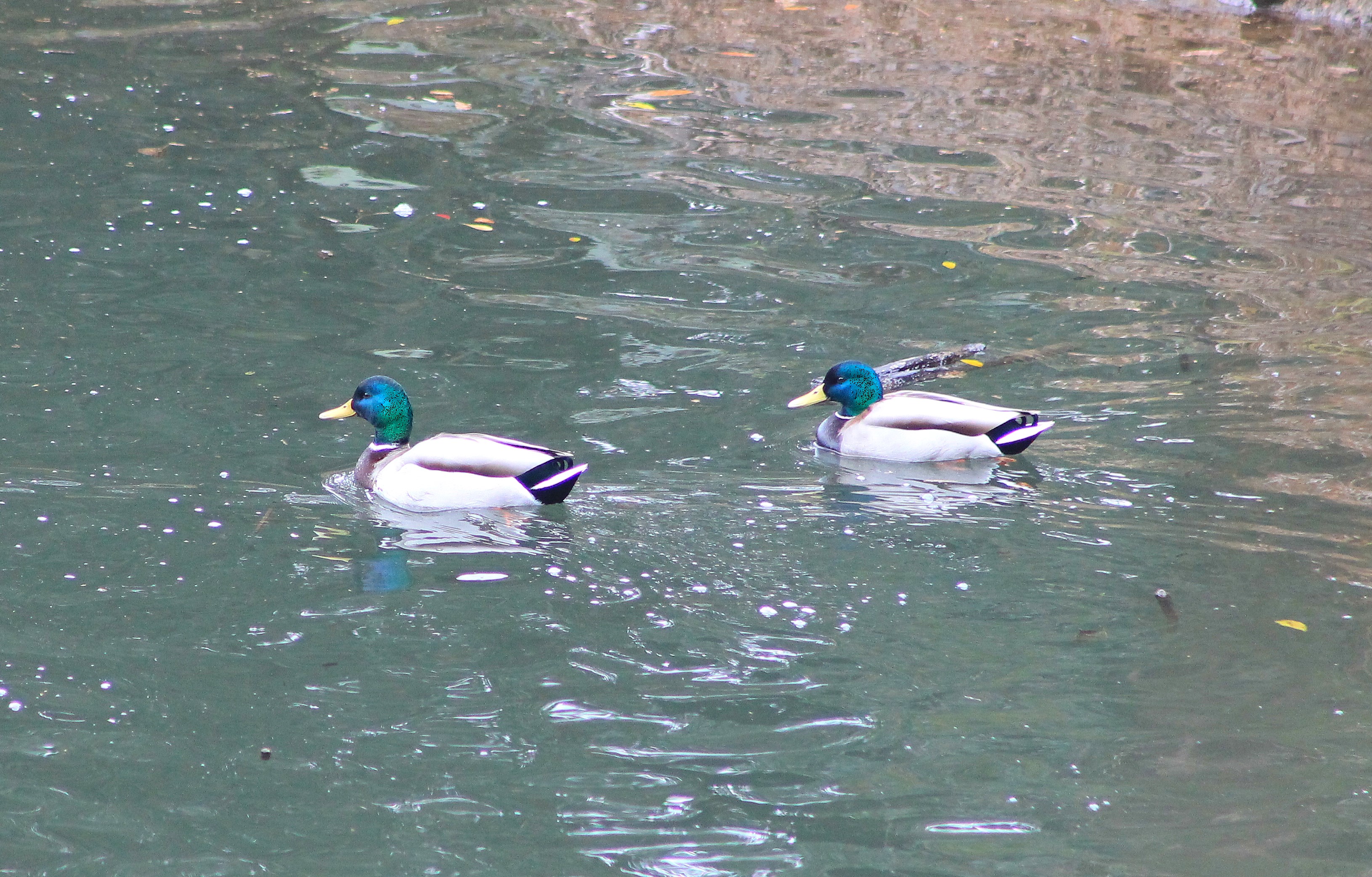 Mallards (Anas platyrhynchos)