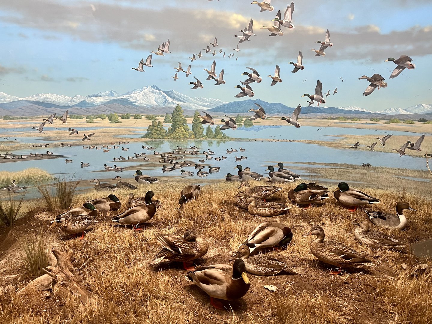 Mallards and Northern Pintails