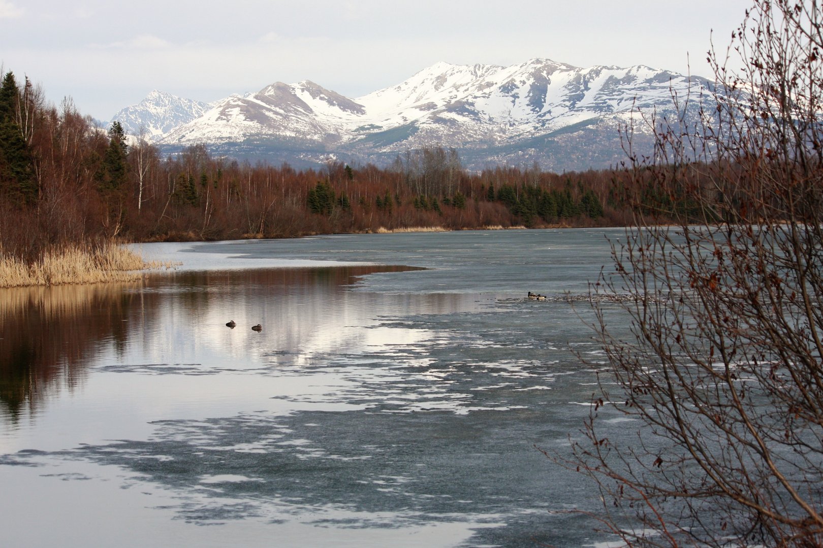Mallards and Red-necked Grebes - Alaska