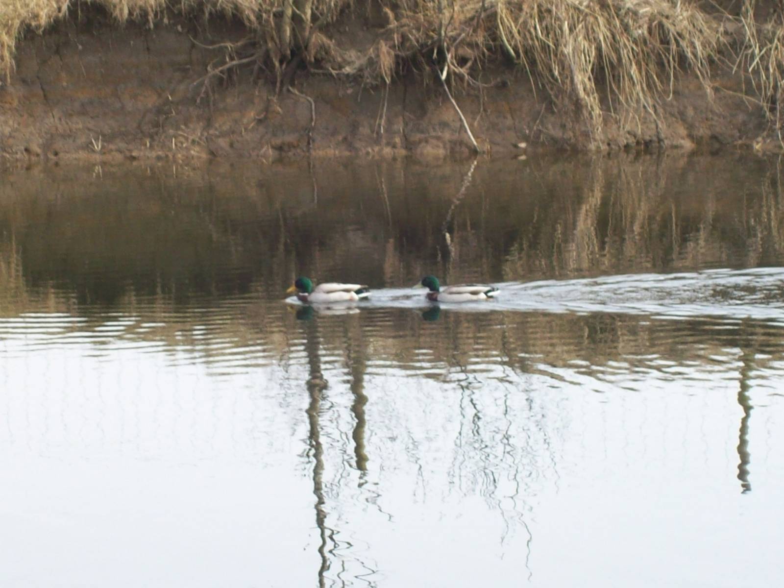Mallards in kingfisher habitat