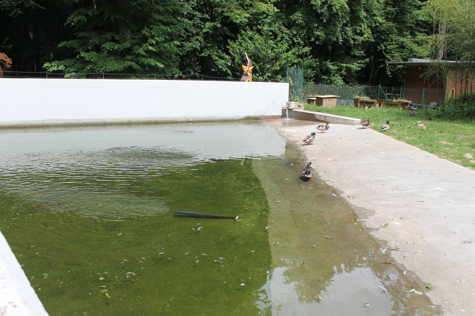 Mallards in Penguin-enclosure