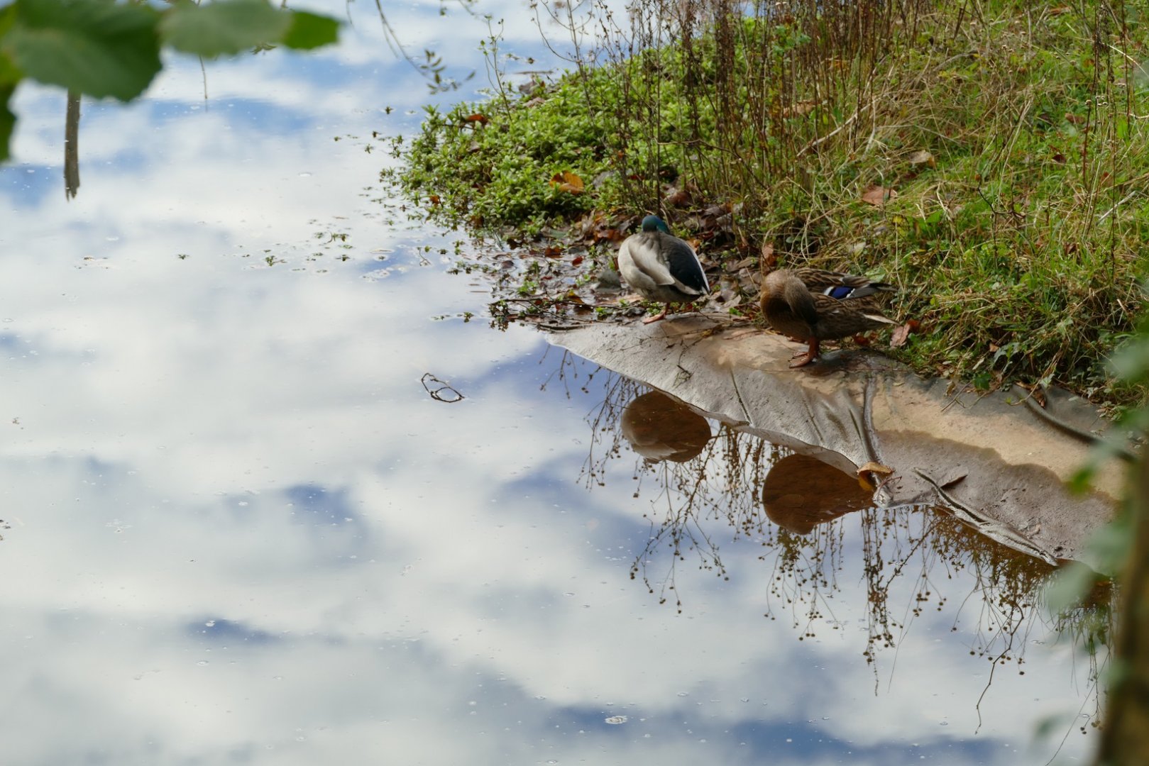 Mallards on the edge of the Orangutan island, December 2019
