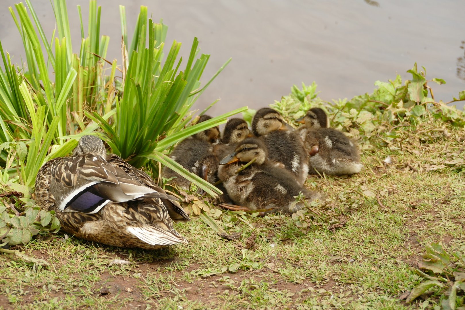 Mallards, Paignton, June 2021