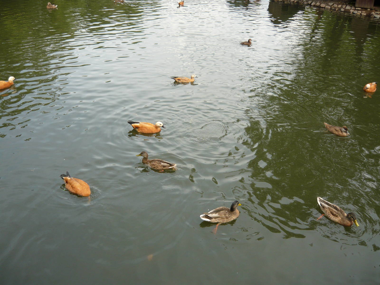 Mallards, Ruddy shelducks and Diving ducks