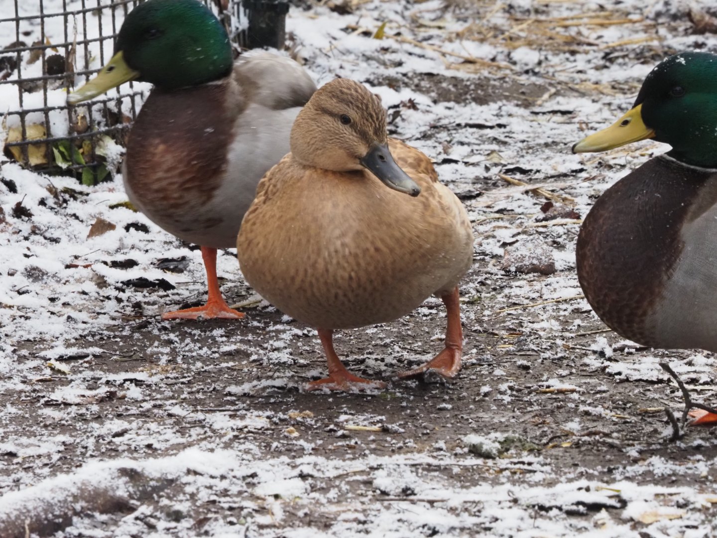 Mallards (Wild)