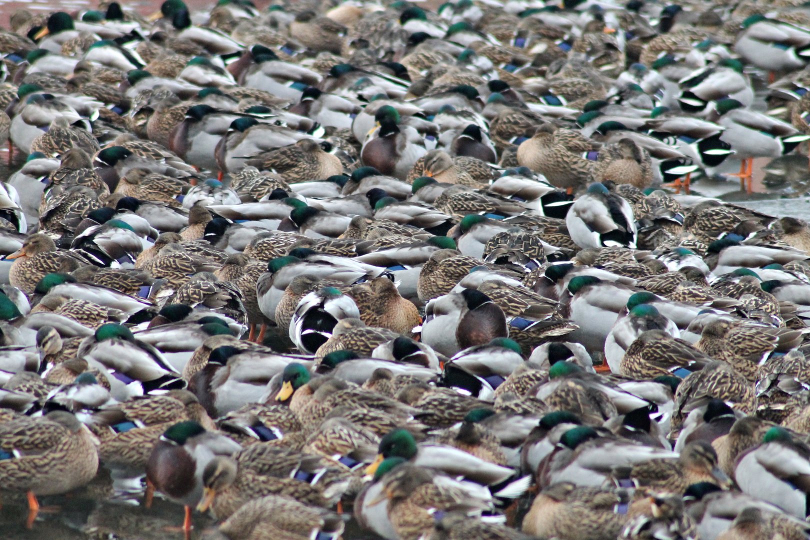 Mallards