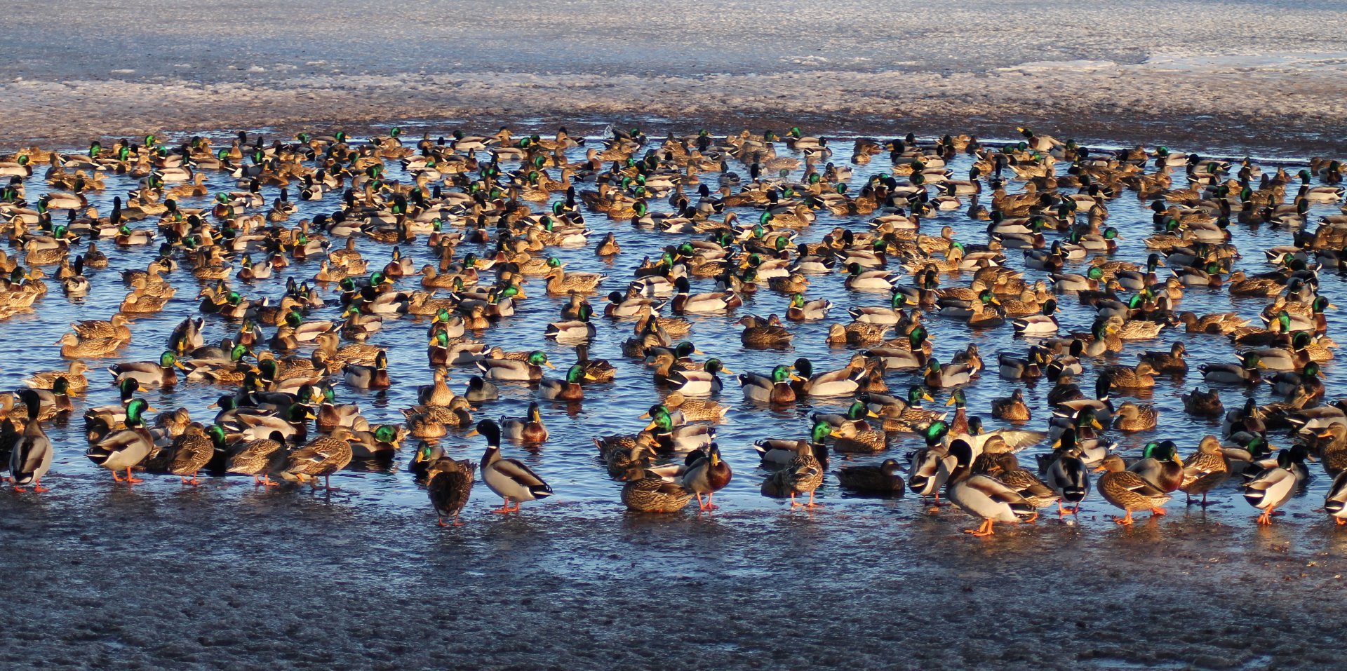 Mallards!