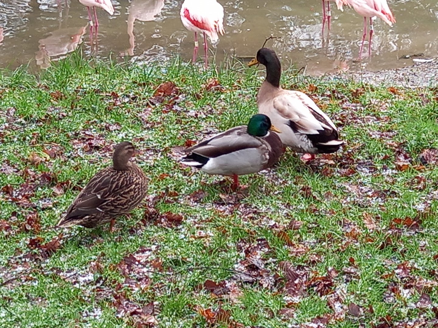 Mallards