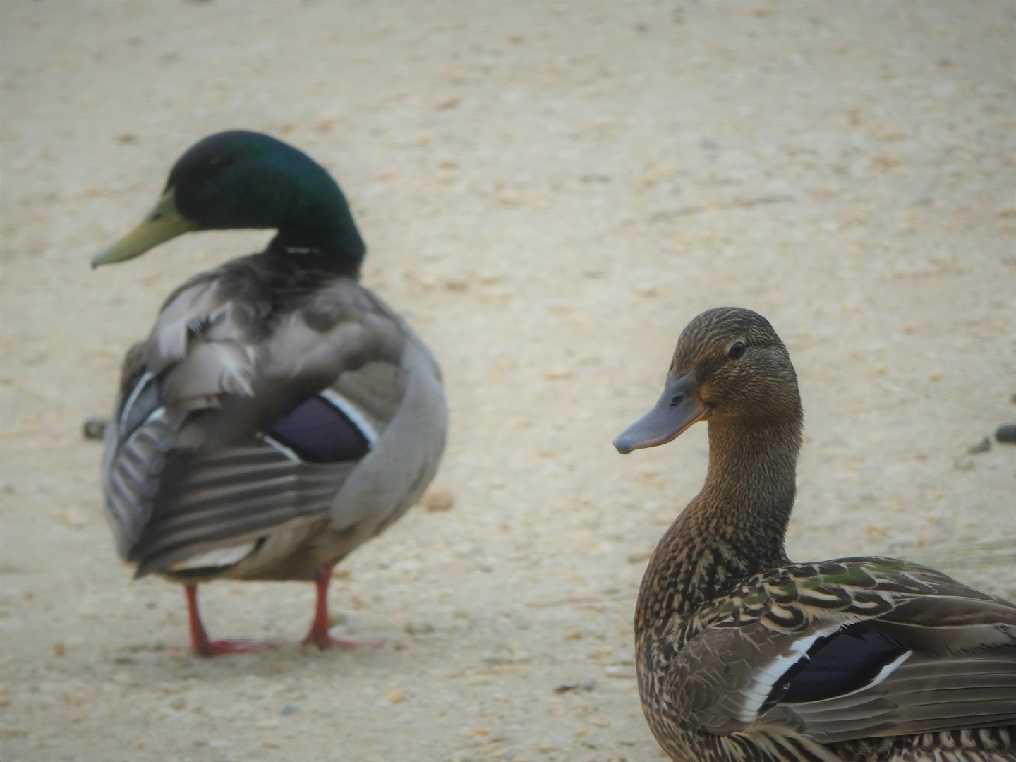 Mallards