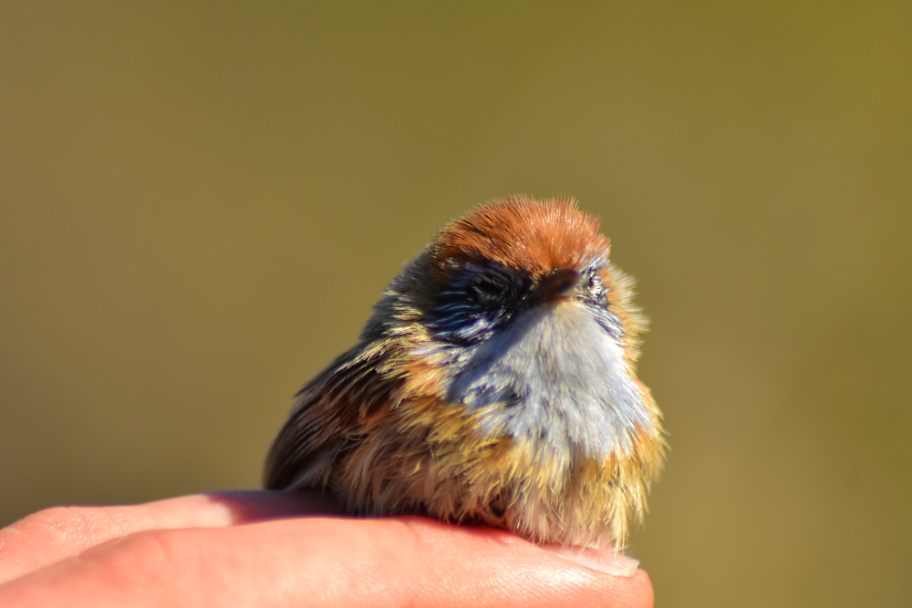 Mallee Emuwren - Stipiturus mallee