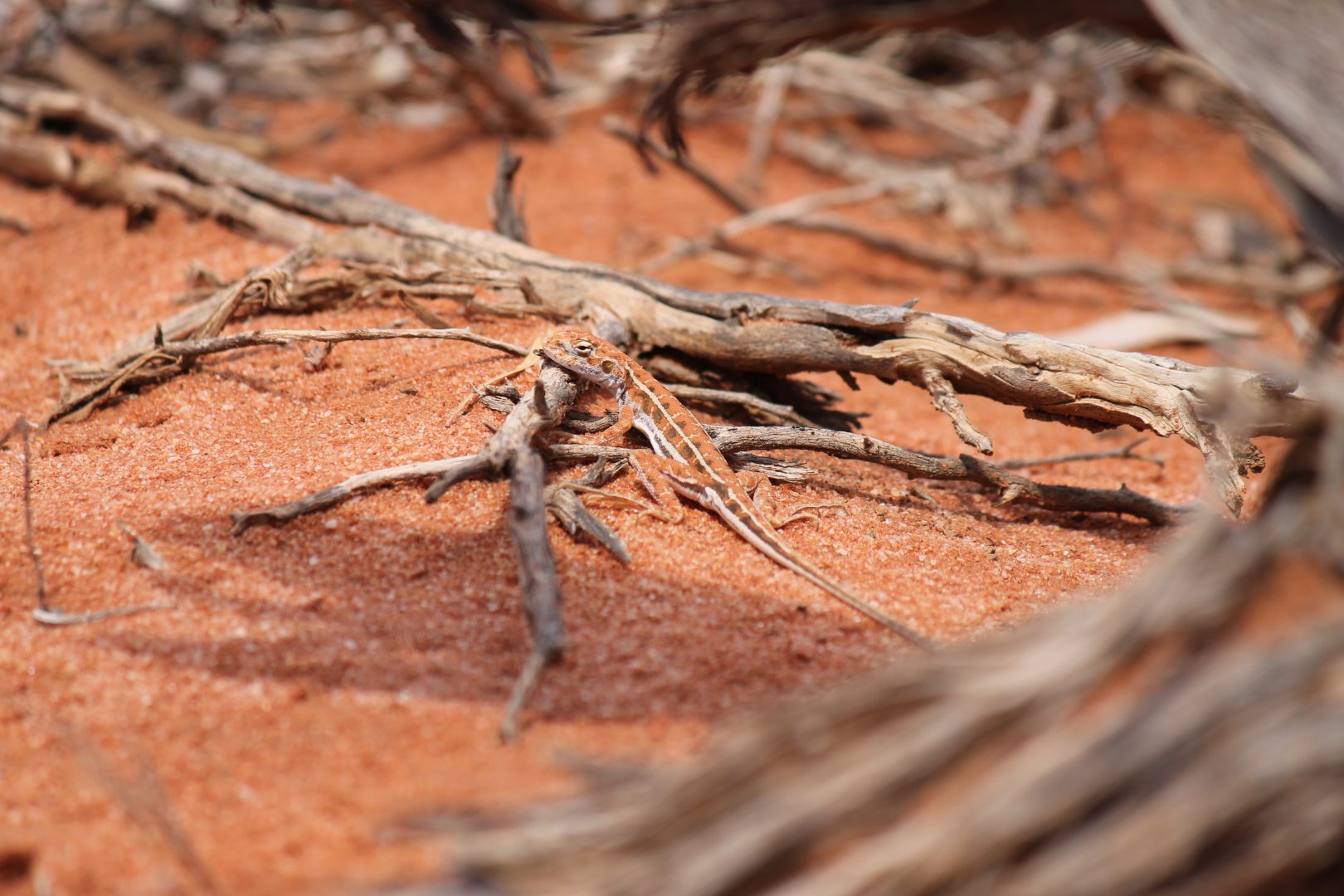 Mallee Military Dragon