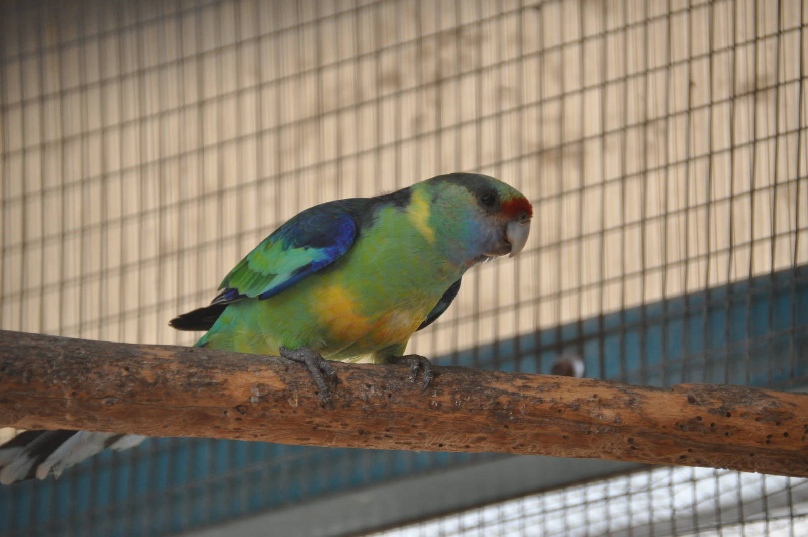 Mallee ringneck parrot/ Barnardius barnardi barnardi