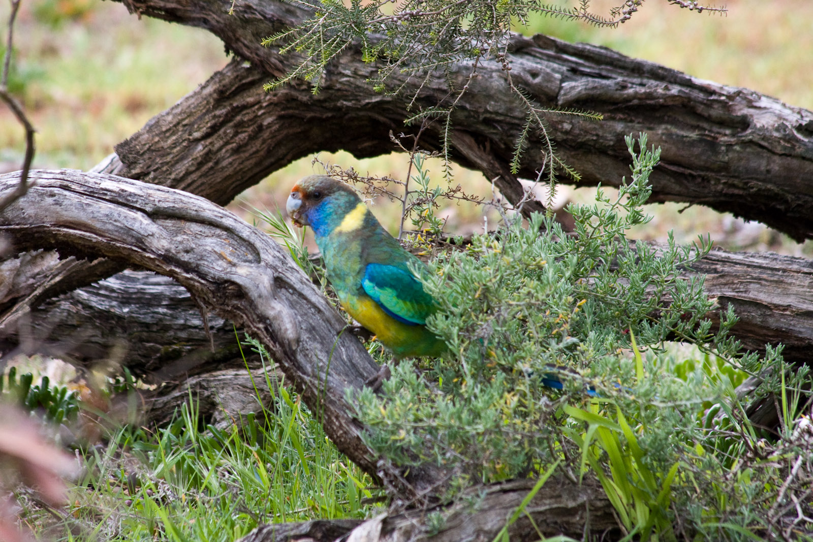 Mallee Ringneck Parrot (wild) - Sep 2008