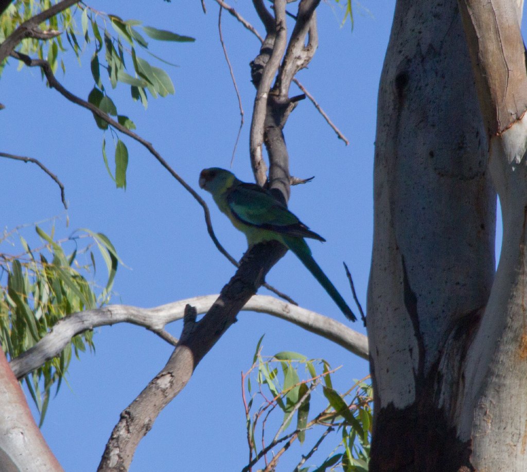 Mallee Ringneck