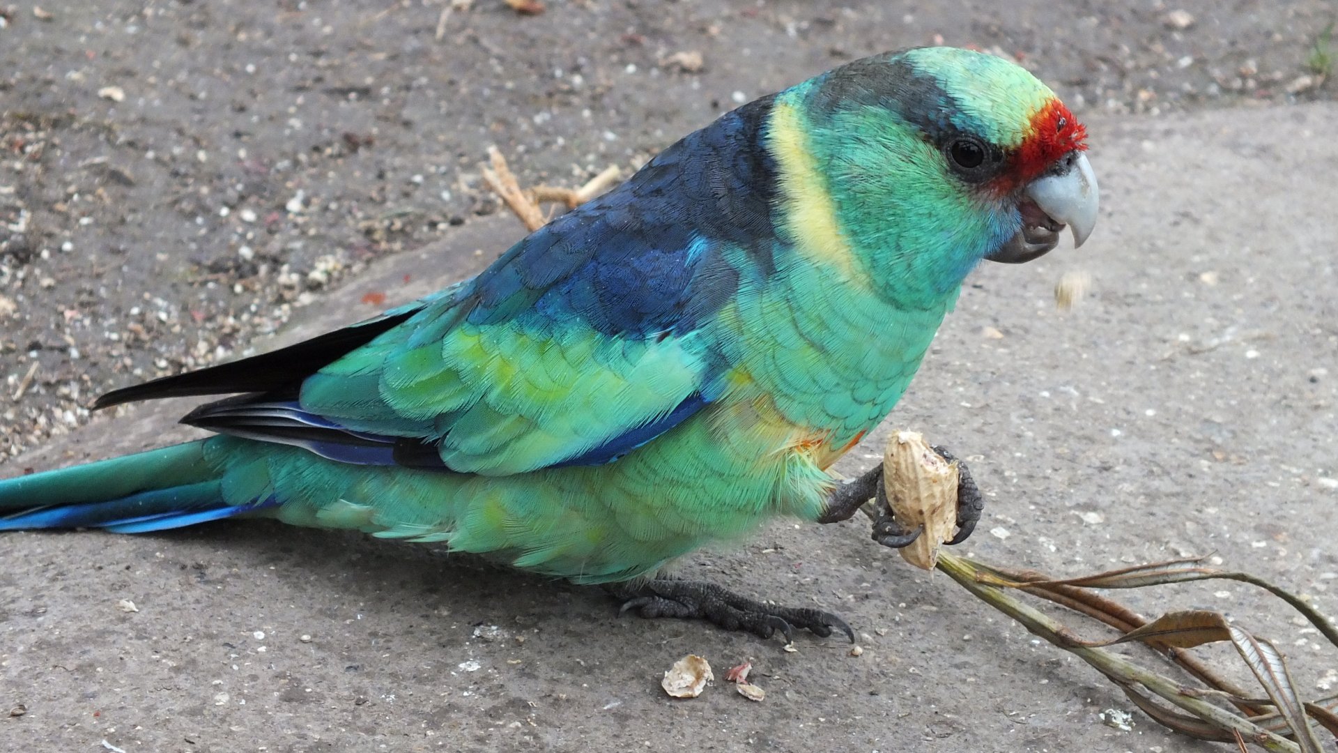 Mallee Ringneck