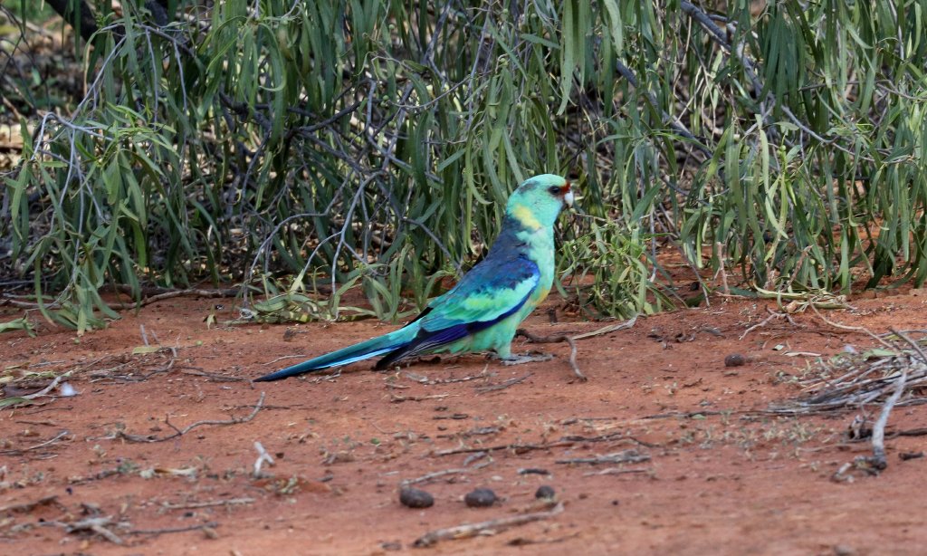 Mallee Ringneck