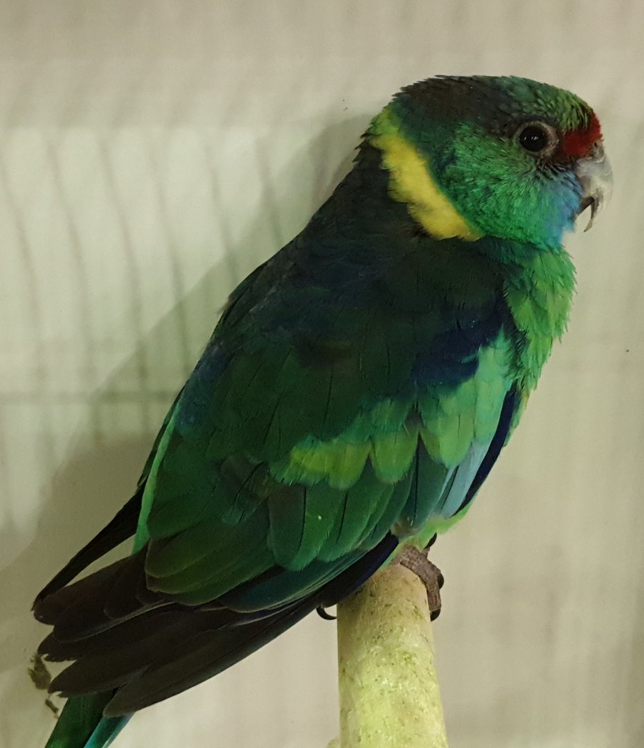 Mallee ringneck